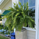 Ladda upp bild till gallerivisning, UV-beständig naturtrogen konstgjord Boston Fern
